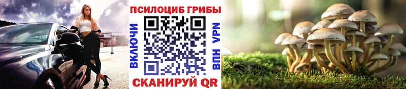 Галлюциногенные грибы Psilocybe  Камышлов 